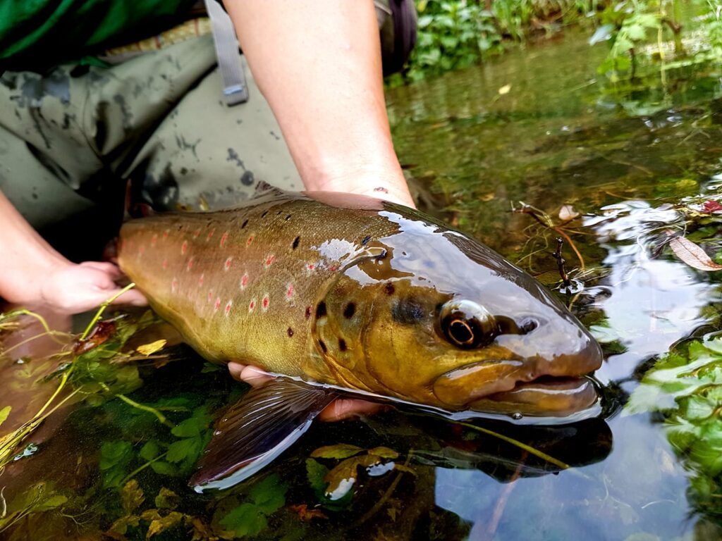 Trout