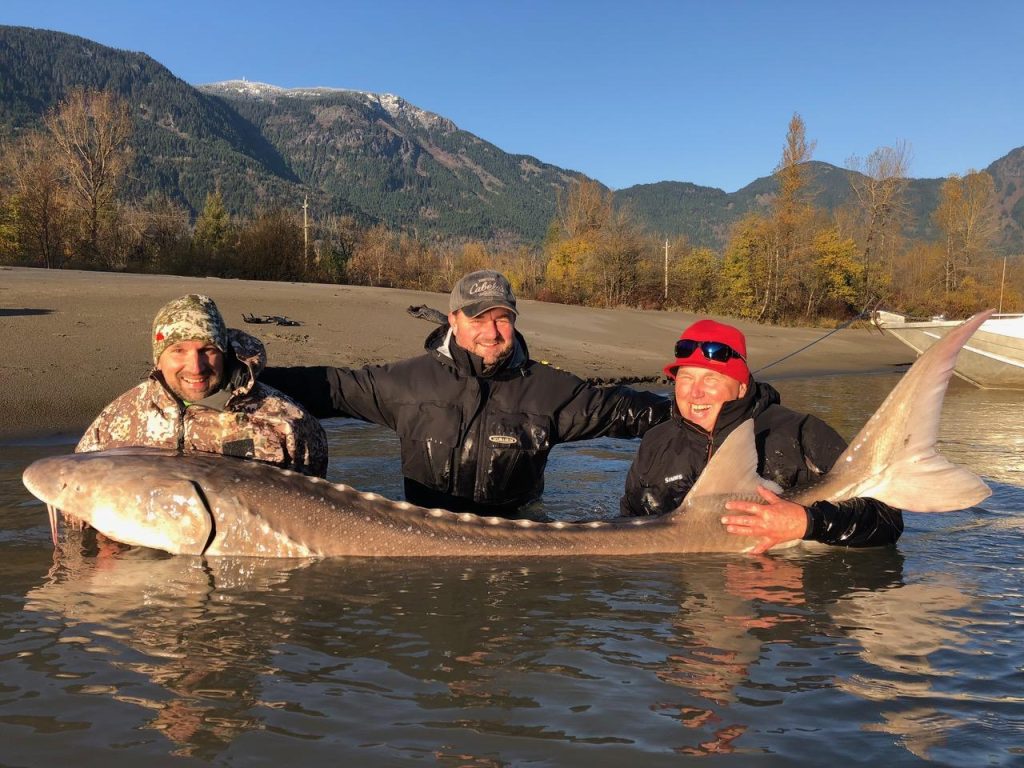 Fraser River sturgeon fly fishing