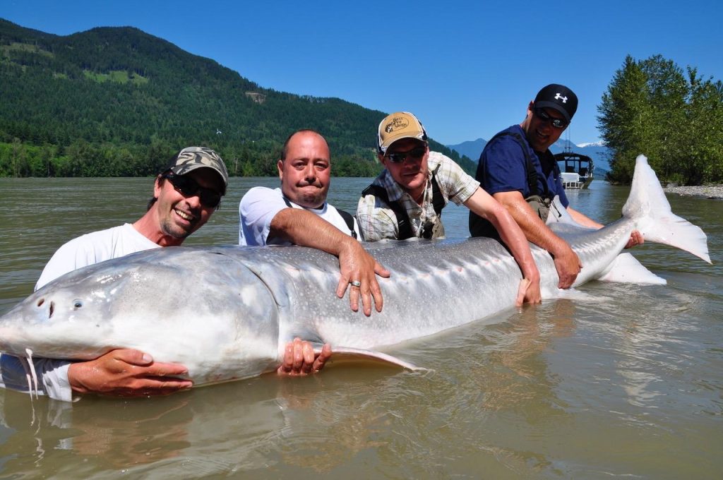 Massive sturgeon caught on the fraser river