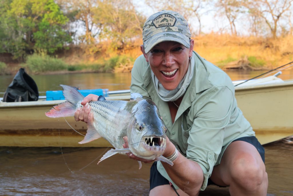 Tigerfish to be released after a nice catch. African fly fishing safari.