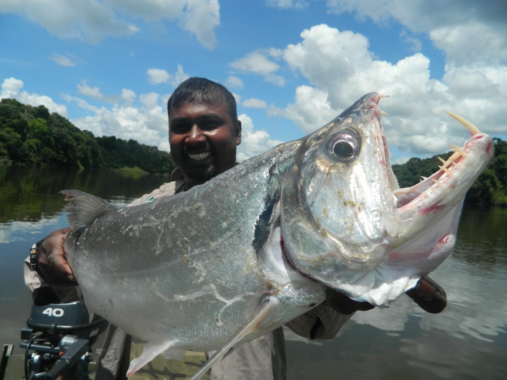 freshwater fishing South America Guyana guided fly fishing adventure