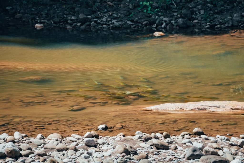 Golden Dorado fly-fishing,