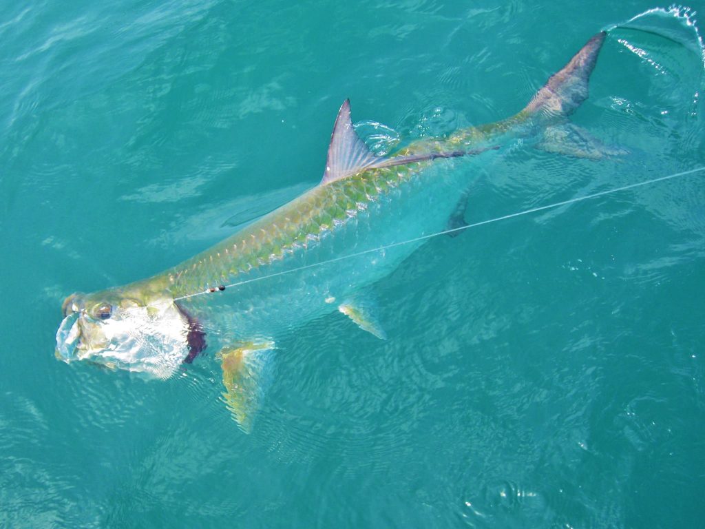 Tarpon caugh on the line