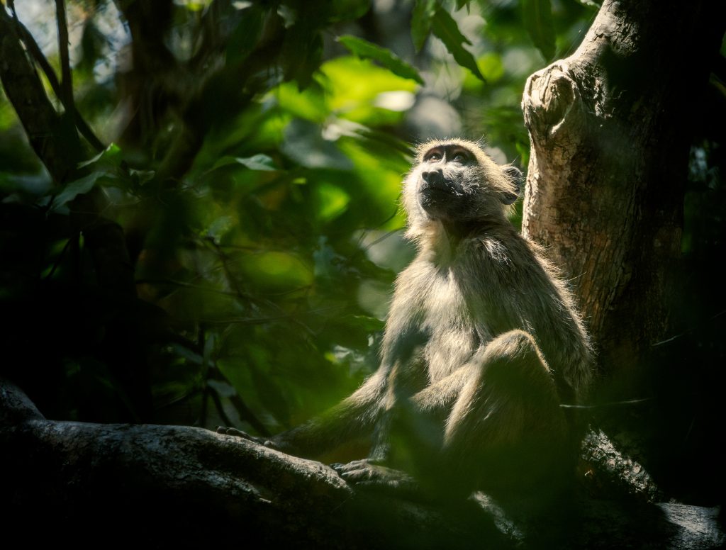 West African wild life