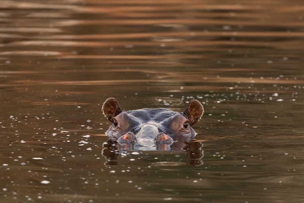West African wild life