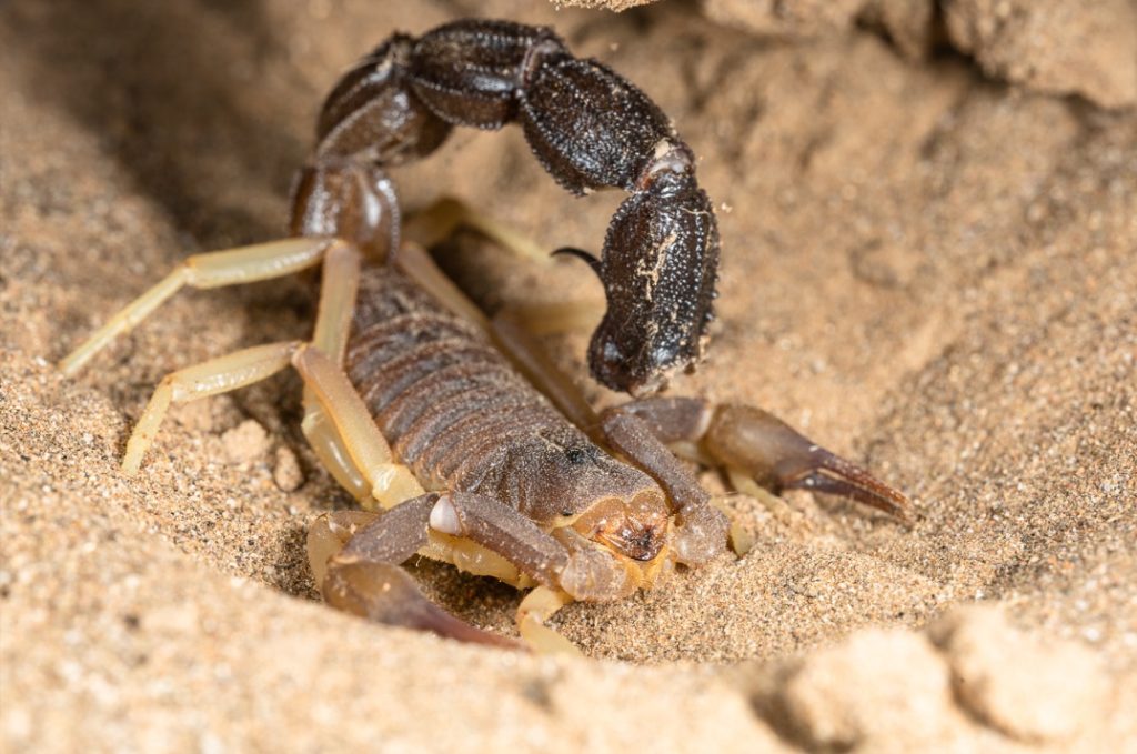Scorpion found at Red Rock River Camp. The base camp, where your multi night wilderness drift will begin
