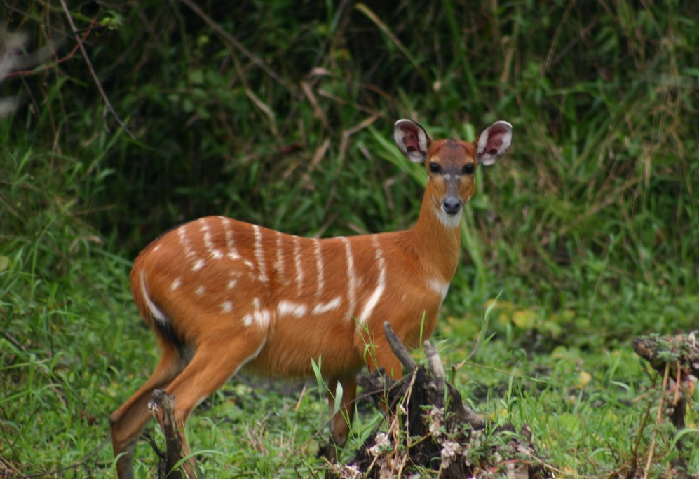 Deer