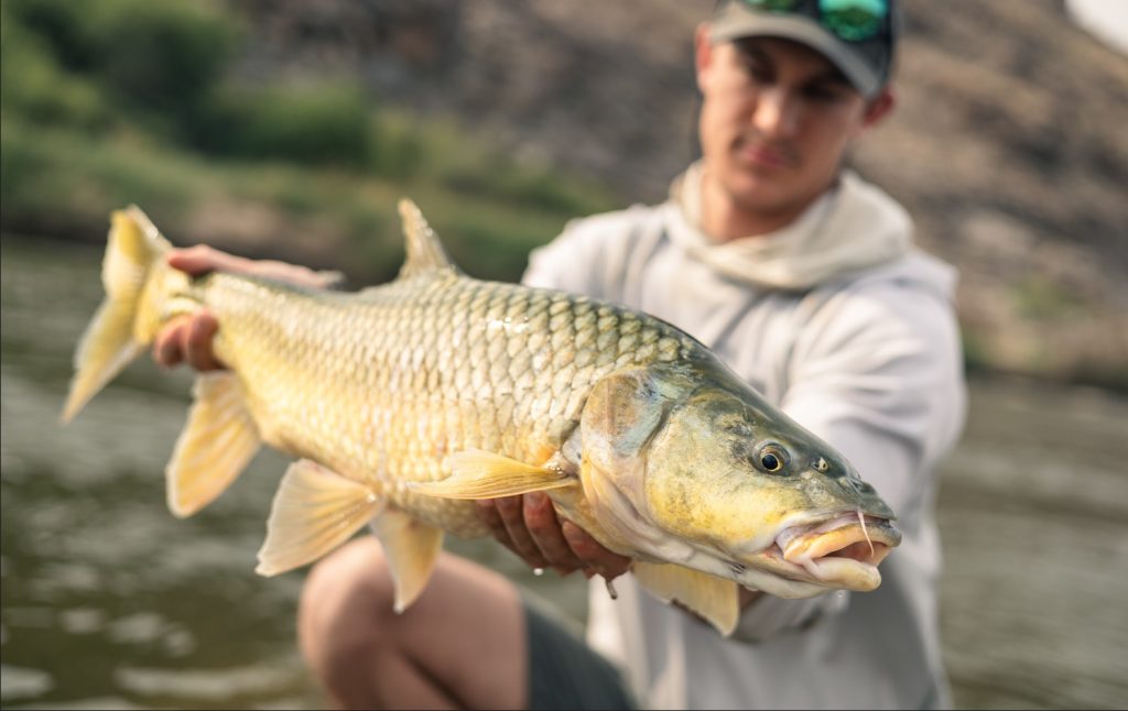 Smallmouth yellowfish Orange river. fly fish largemouth yellowfish