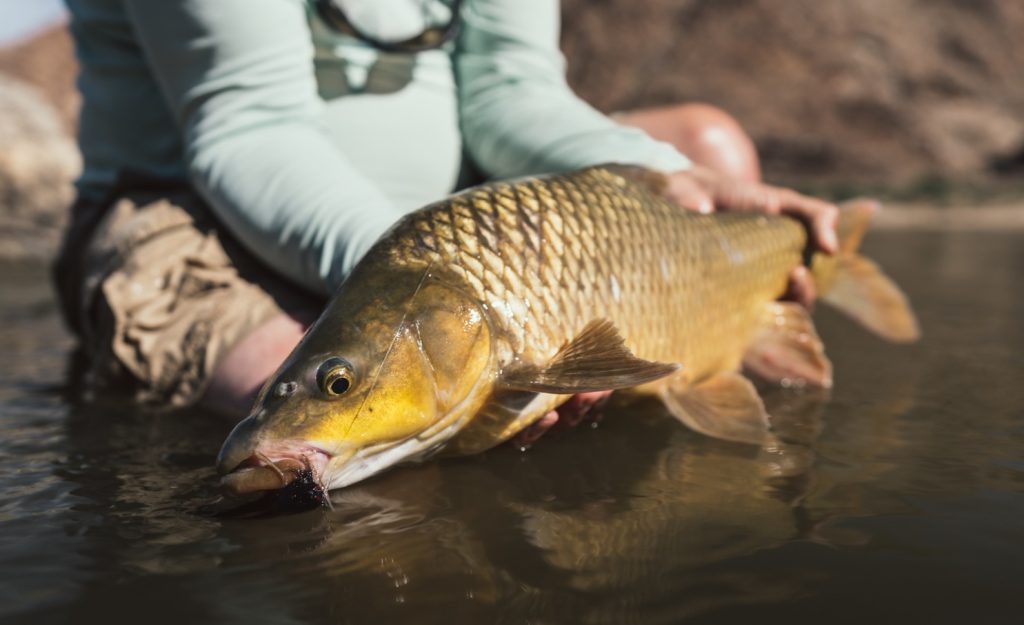 Smallmouth yellowfish Orange river. fly fish largemouth yellowfish