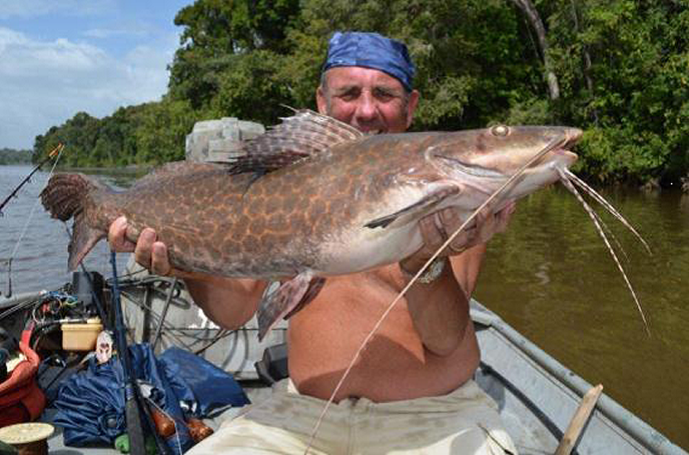 Catfish - South America Guyana guided fly fishing adventure