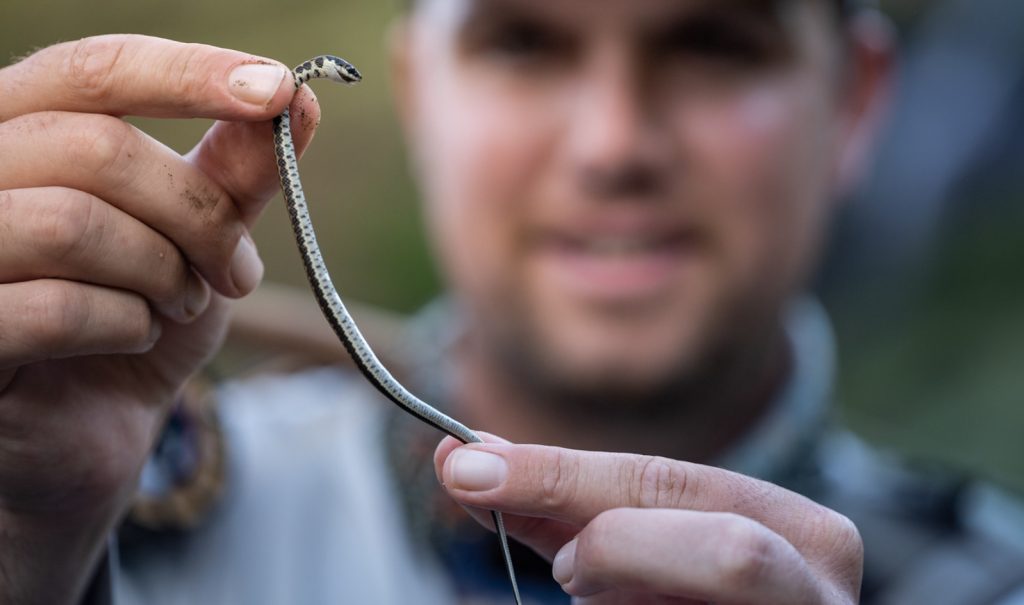 Snake bait on the Lesotho backcountry trophy trek.