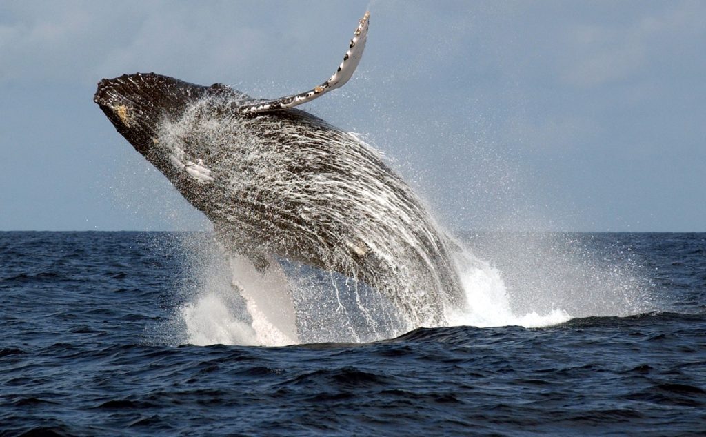 Whale off the West African coast Gabon