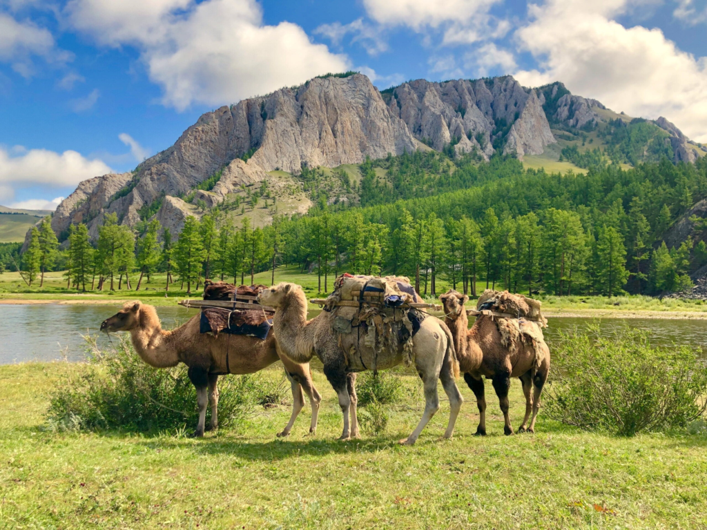 Mongoolia - Headwaters Expedition camels