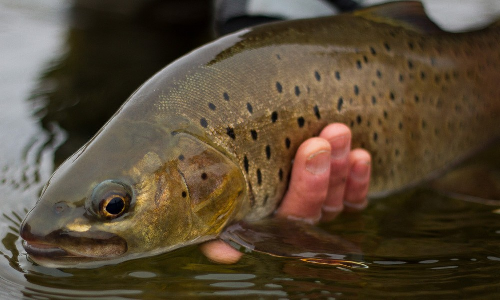 Trout caught - Mongolia Lower River Expedition