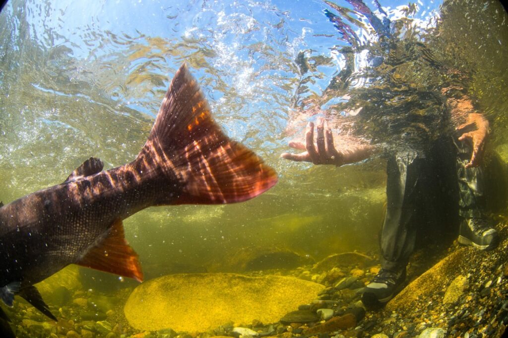 Mongolia - Classic Canyon Adventure - Catch & release